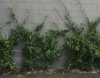 foliage