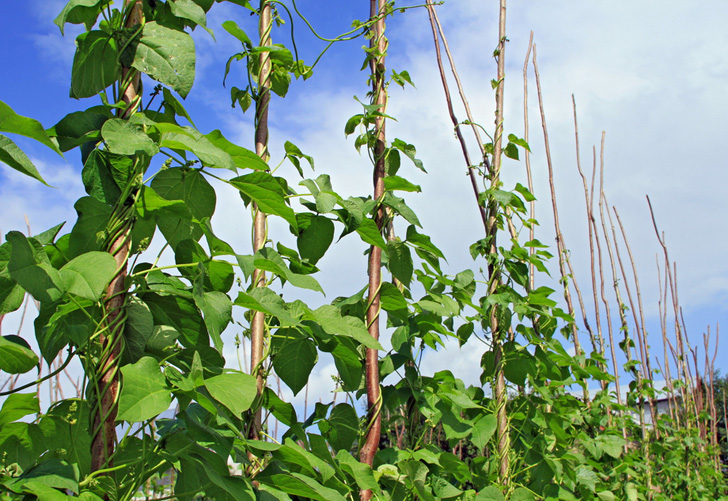 Top 10 plants for growing green walls during summer