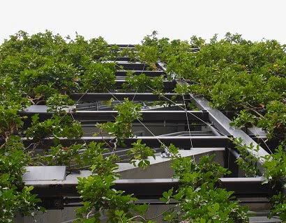 green walls