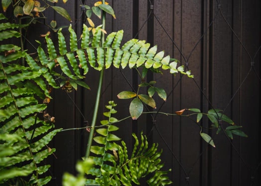 SRS Green Walls Choosing your plants