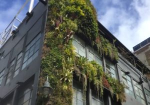 Vertical garden on side of a building