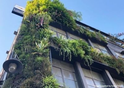 Vertical garden close up