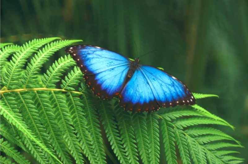 Green Wall Biodiversity - Butterfly
