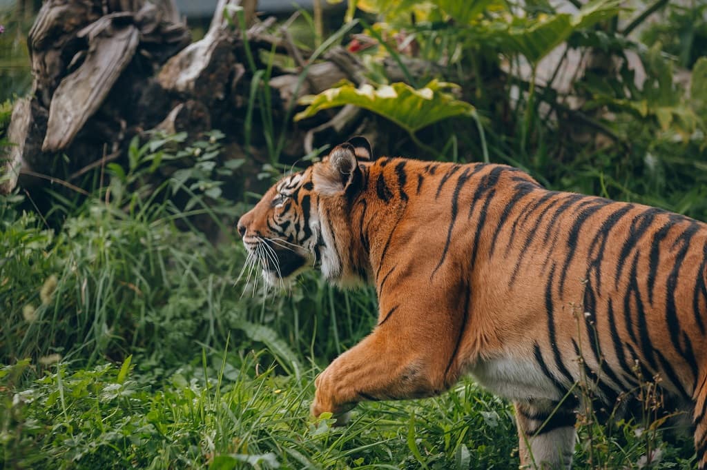 Tiger Habitat at Auckland Zoo